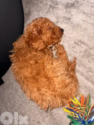 toy poodle for sale