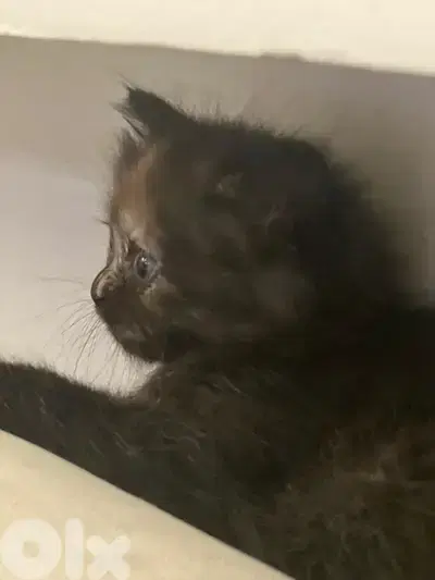 fluffy manxkitten