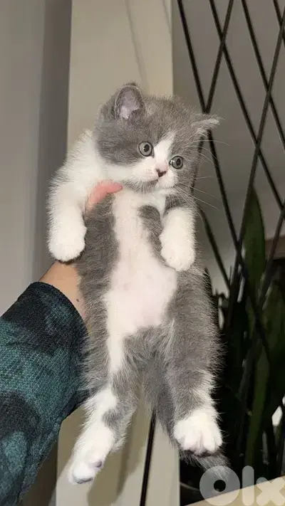 cat for sale