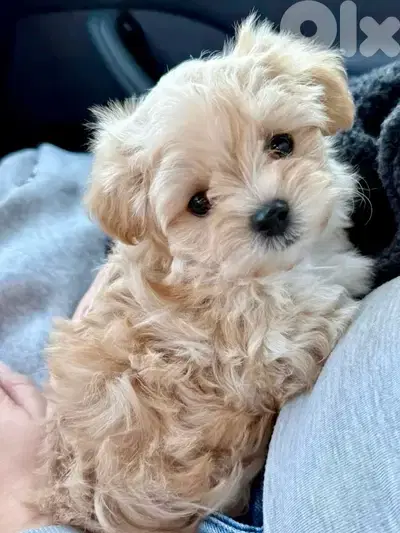 Adorable Cavapoo puppy AVAILABLE