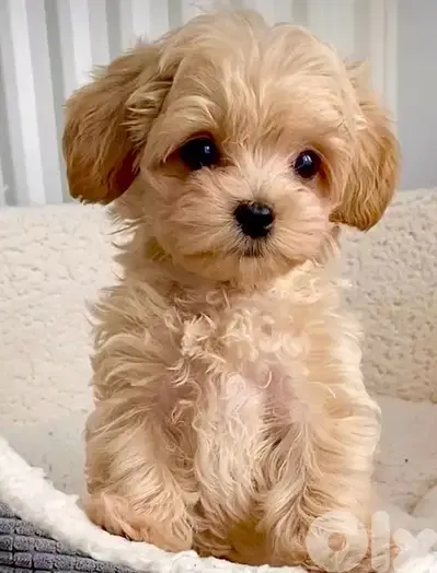 CUTE Cavapoo puppy imported available Delivery
