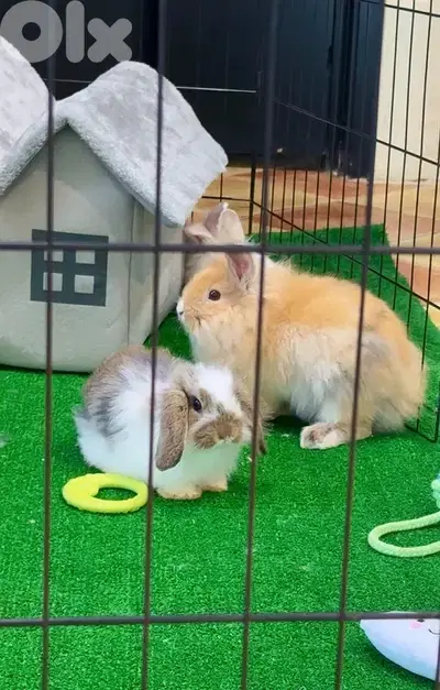 Lion Head rabbits available in store & delivery
