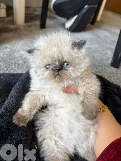 ragdoll kitten