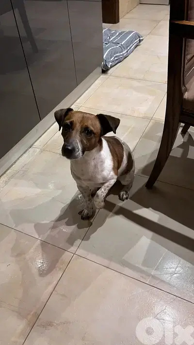 Jack Russel terrier Male for mating