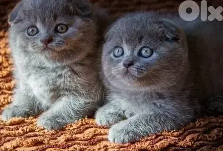 golden chinchilla && british