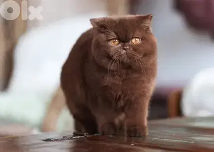 British chocolate