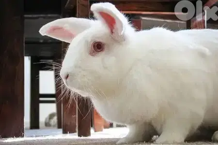 rabit
