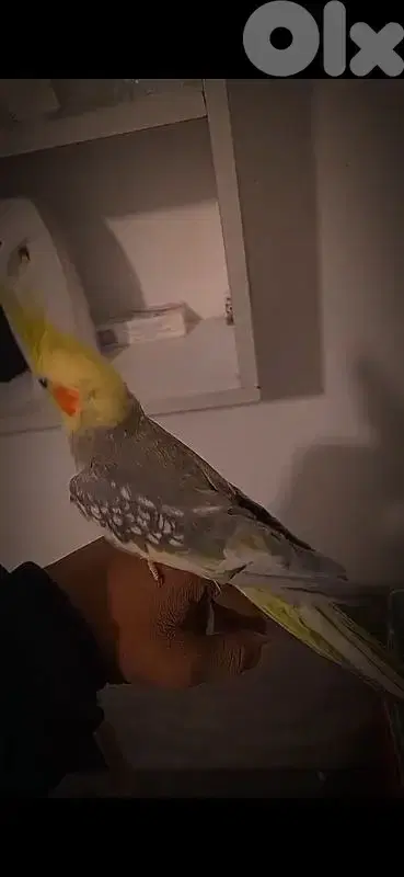 بيروت