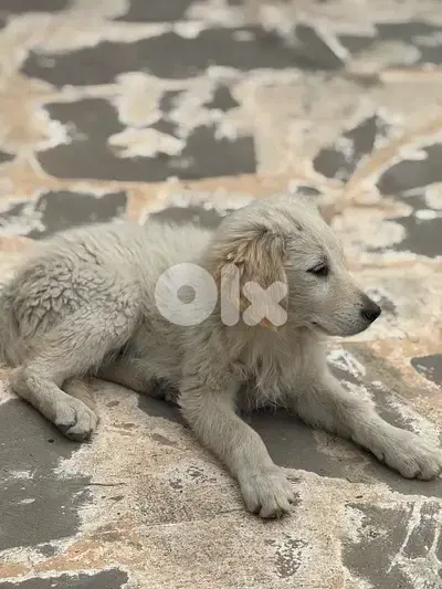 icy is looking for a good family