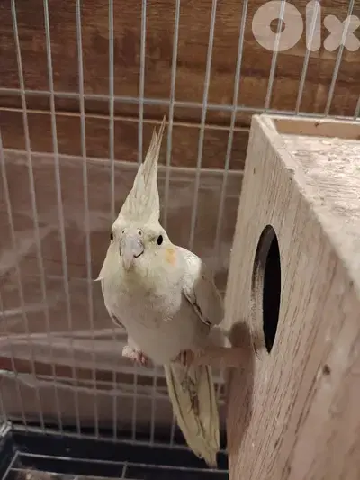 cockatiel birds for sale