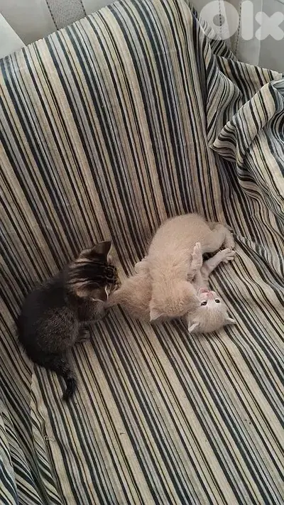 kitten one 20$    all  50$