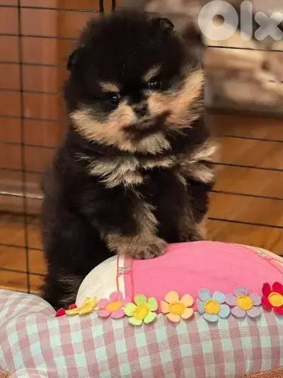 Special Pomeranian Black and Tan Puppies/ dog كلاب