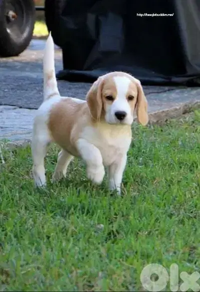 Beagle Puppies in store