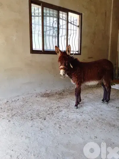 جبل لبنان