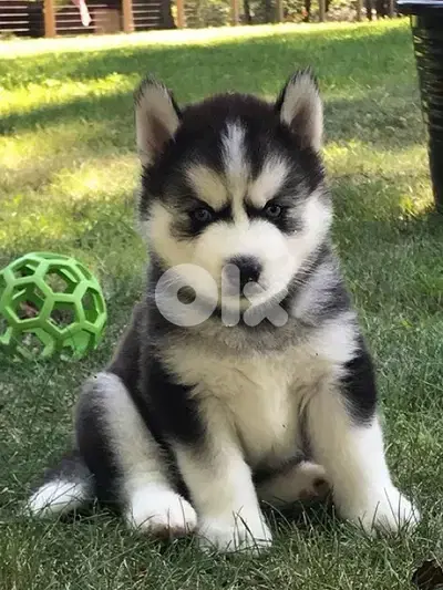 Black & white Siberian Husky in store! DELIVERY dog كلاب