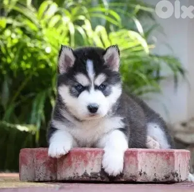 Siberian Husky puppy available in store & Delivery