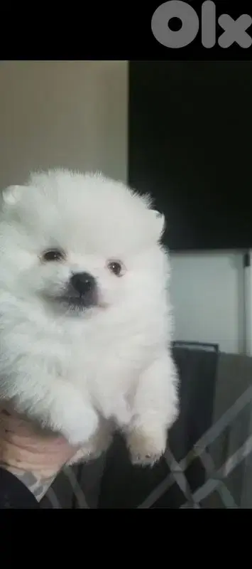 Pomeranian male and female full white