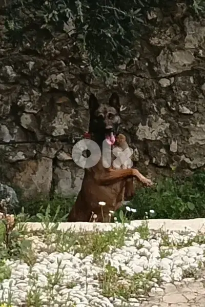 malinoi female