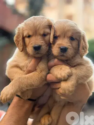 Golden Retreiver Puppies