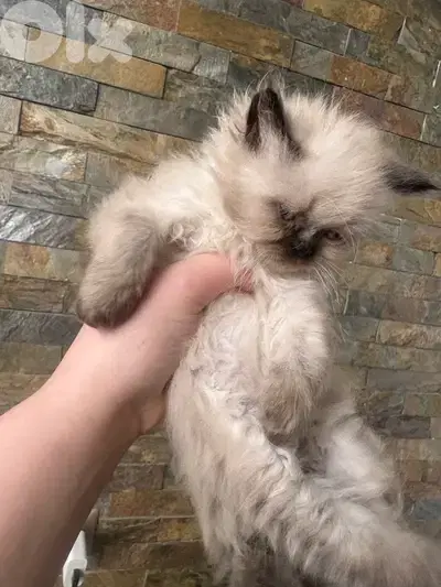 himalayan cat