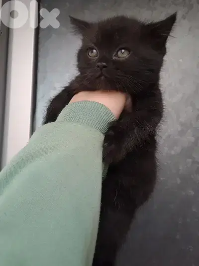 British shorthair kitten for sale