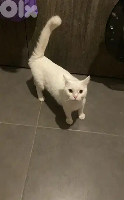 3 years old male cat