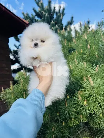 Teacup Pomeranian Puppys imported