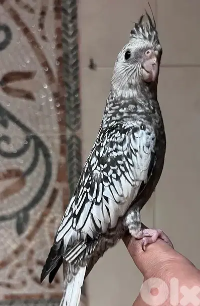 Unique White Face Cockatiel