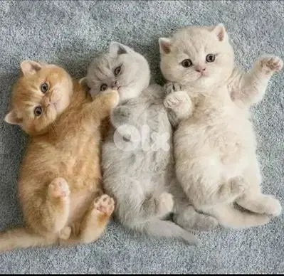 british shorthair kitten