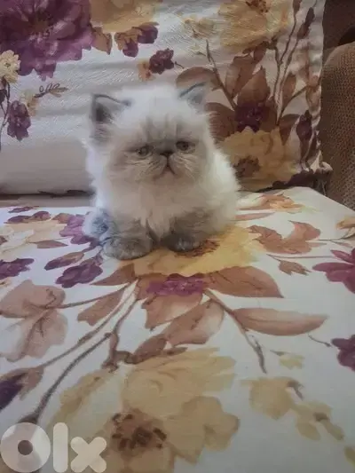 himalayan picky face