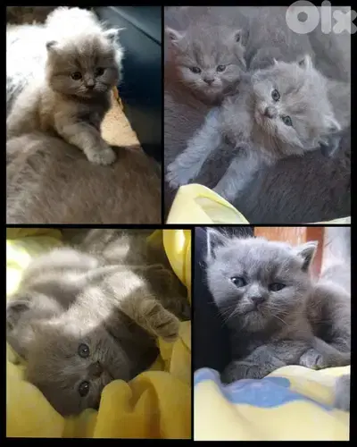 kittens females and males