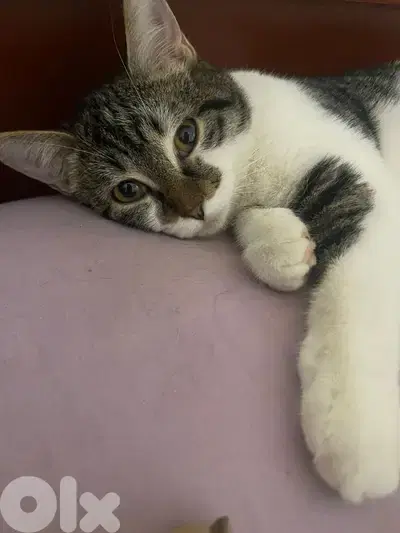 adoption