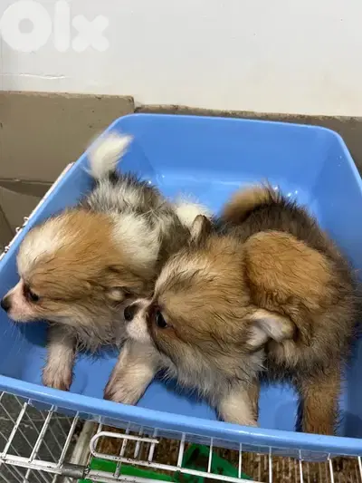 pomeranin