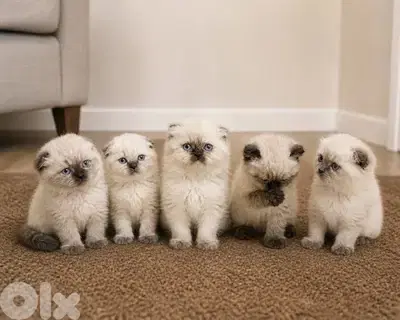 mix scottish himalayan