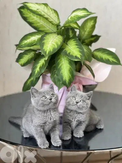 Sweet & small British short hair kitten