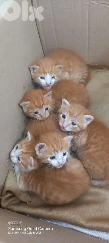 brown cats