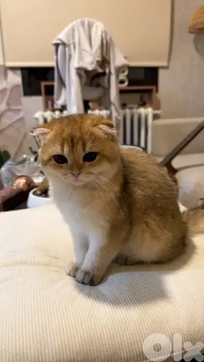 golden chinchilla