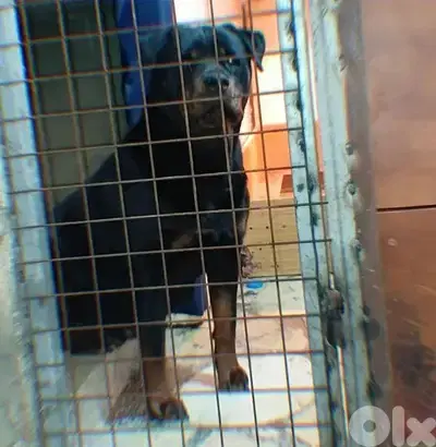 rottweiler xl female