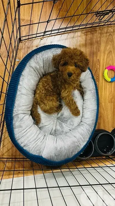 Poodle puppy for sale