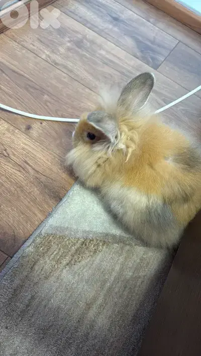 bunny for sale