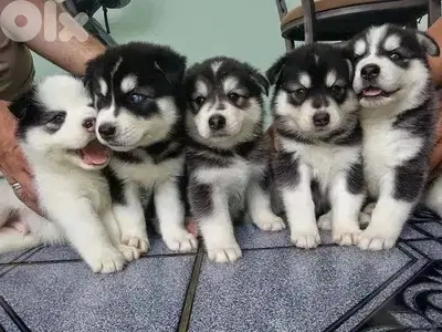 Beautiful Black & White Siberian Husky available in store & delivery