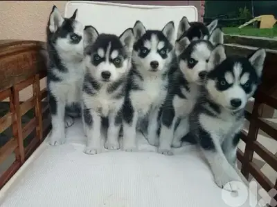 Black & White Husky high quality puppy in store! DELIVERY dog كلاب