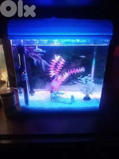 2 fresh water aquariums for sale