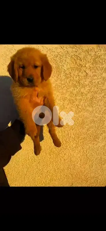 Pure Golden Retriever - Vaccinated + food + bed