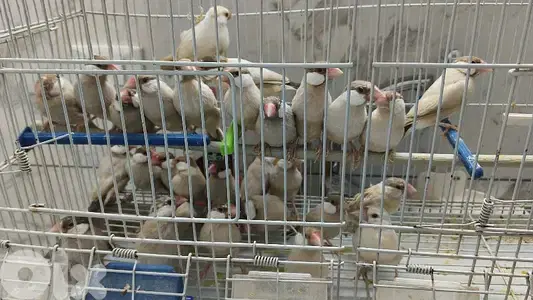 طيور جاوا