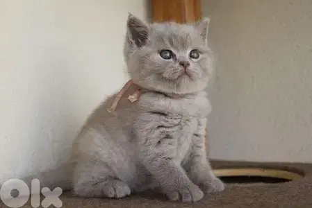 British Lilac kitten