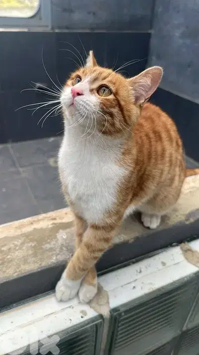 cat for adoption