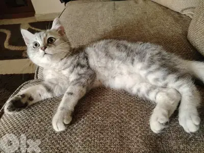 silver tabby cat mix