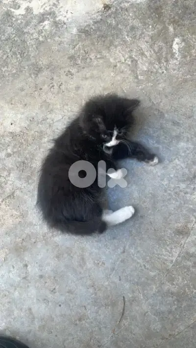 Tuxedo cat for adoption