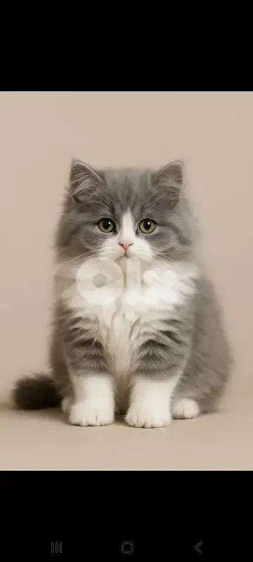 british kittens